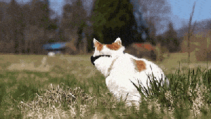 cat sunglasses gif